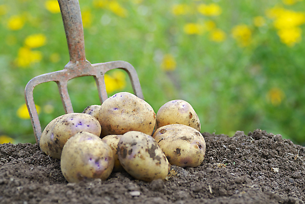 포토 JPG 해외이미지 지구 음식 밭 농업 다이어트 채소 감자 건강 여러명 사람없음 야외 농작물 농장 갈색 쌓기 정원 저녁식사 수확 가을 공구 시골 신선 그룹 먹기 유기농 날것 뿌리 먼지 흙더미 설정 밭일 채식주의자 많음 비건 해외포토 웰빙 계절 산업 컬러 다수 컨셉 모션 사람 식사 흙 도구 채식 파일형식 더미 이미지허브