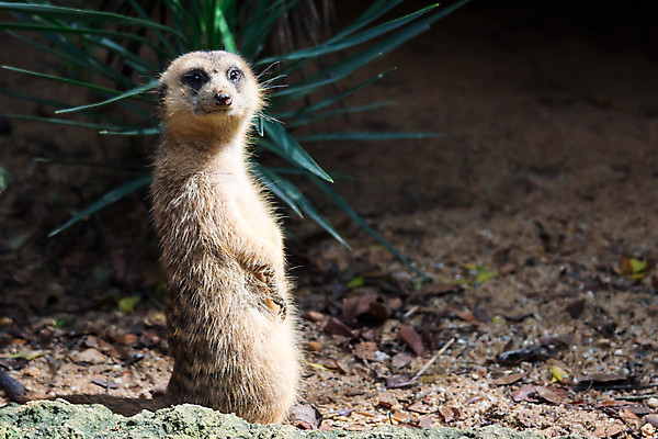 포토 JPG 해외이미지 동물 응시 공원 얼굴 야생동물 포유류 가족 아프리카 자연 생물 털 동물원 서기 경비 앉기 사람없음 야외 갈색 사막 입 황무지 보호 작음 사파리 손목시계 육식동물 주둥이 남쪽 경보 남아프리카 미어캣 생태학 칼라하리 해외포토 시선 공공시설 교육 나라 시계 컬러 컨셉 장신구 관계 모션 안전 신체부위 크기 방향 생태계 파일형식 이미지허브