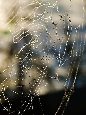 포토 JPG 해외이미지 디자인 줄 곤충 패턴 목걸이 자연 아침 전등 사람없음 물 빛 반사 검은색 웹 어둠 봄 안개 흰색 물방울 잡기 원형 그물 네트워크 실 이슬 연결 위험 큼 무서움 크리스탈 보석 실크 거미줄 질감 다이아몬드 거미 올가미 내추럴 고립 복잡 해외포토 주간 자연요소 도형 동물 계절 감정 컬러 컨셉 무늬 인터넷 장신구 모션 날씨 조명 직물 크기 광석 생태계 파일형식 이미지허브