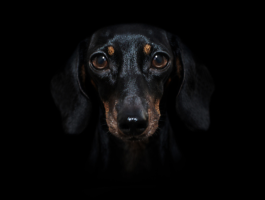 포토 JPG 해외이미지 동물 모델 응시 실루엣 얼굴 백그라운드 흑백 그림자 사람없음 빛 스마트폰 반려동물 머리 유행 검은색 사진촬영 어둠 회색 우아함 닫기 개 강아지 작음 시원함 무서움 닥스훈트 각도 드라마 고립 심각 어안 스타일 해외포토 시선 감정 컬러 컨셉 포유류 모션 촬영기법 신체부위 핸드폰 스마트기기 촬영 크기 파일형식 이미지허브