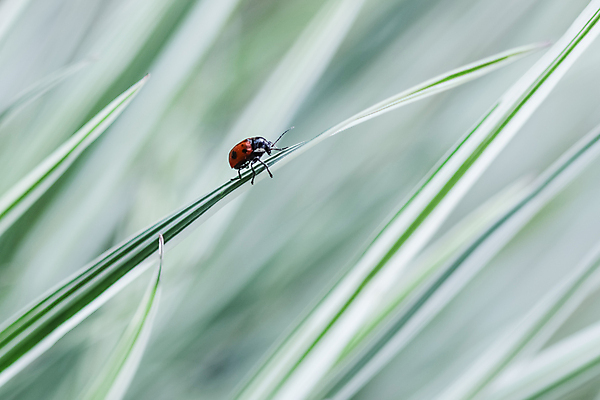 포토 JPG 해외이미지 식물 동물 계절 야생동물 백그라운드 꽃무늬 밭 자연 휴가 풍경 초원 사람없음 야외 장식 빨간색 초록색 여름 컬러풀 환경 정원 봄 줄무늬 회색 성장 흰색 신선 딱정벌레 원예 무당벌레 내추럴 해외포토 꽃 컬러 곤충 무늬 농업 취미 생태계 파일형식 이미지허브