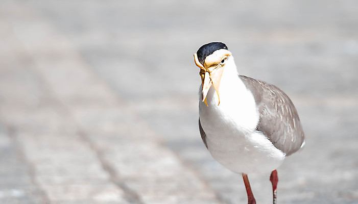 포토 JPG 해외이미지 동물 응시 야생동물 날개 자연 조류 가면 서기 사람없음 야외 노란색 흰색 황무지 호주 깃털 영토 북쪽 내추럴 경보 동물상 생태학 해외포토 시선 교육 컬러 모션 조형물 오세아니아 방향 생태계 파일형식 이미지허브