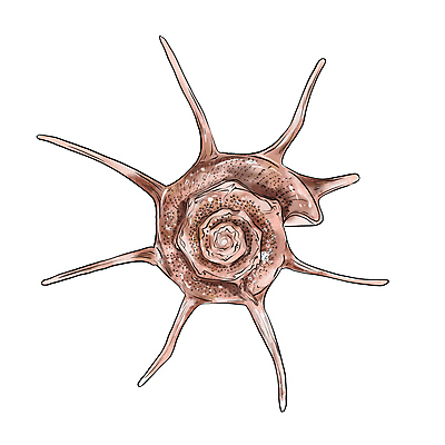 포토 JPG 해외이미지 모양 동물 디자인 야생동물 바다 백그라운드 오렌지 일러스트 자연 조개 연체동물 나선형 사람없음 그래픽 장식 물 갈색 수중 소용돌이 껍질 흰색 죽음 떨어짐 만화 해산물 오브젝트 그림 질감 기념품 수족관 내추럴 고립 동물상 엘리먼트 이국적 해외일러스트 자연요소 컬러 컨셉 무늬 과일 어패류 무척추동물 조형물 회오리 생태계 파일형식 이미지허브