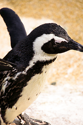포토 JPG 해외이미지 응시 공원 바다 날개 조류 동물원 피곤 어업 사람없음 옆모습 머리 귀여움 얼음 검은색 수영 추위 흰색 고독 잠수부 북극 깃털 묘사 속도 펭귄 사냥 부리 지느러미 봉 남쪽 해외포토 자연요소 동물 시선 공공시설 감정 산업 뷰포인트 컬러 컨셉 신체부위 수상스포츠 전문직 극지방 방향 파일형식 이미지허브
