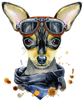 포토 JPG 해외이미지 디자인 백그라운드 일러스트 수채화 고글 미술 사람없음 반려동물 선글라스 스카프 개 강아지 미니어처핀셔 해외일러스트 동물 안경 포유류 문화예술 목도리 파일형식 핀셔 이미지허브