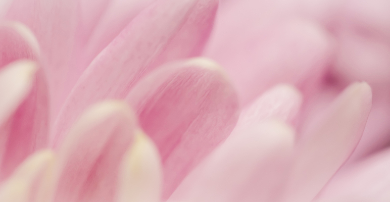 포토 JPG 해외이미지 식물 디자인 계절 꽃잎 꽃 분홍색 백그라운드 컨셉 꽃무늬 자연 추상 휴가 국화 미술 사람없음 빛 환경 보라색 봄 수확 성장 벚꽃 신선 신용카드 개화 선택 질감 복고 데이지 부드러움 내추럴 해외포토 컬러 무늬 농업 문화예술 금융 감각 생태계 파일형식 이미지허브