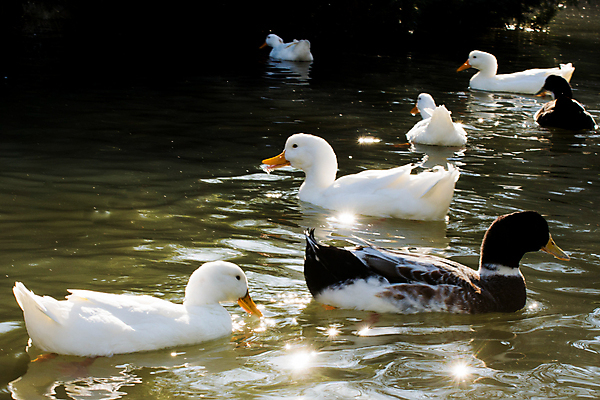 포토 JPG 해외이미지 동물 호수 야생동물 백그라운드 날개 자연 조류 오리 사람없음 물 농장 수영 흰색 연못 깃털 부리 내추럴 기르기 밭일 해외포토 자연요소 컬러 농업 수상스포츠 생태계 돌봄 파일형식 이미지허브