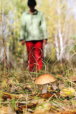 포토 JPG 해외이미지 라이프스타일 공원 여자 자연 휴식 갈색머리 한명 사람 취미 야외 여름 햇빛 걷기 맑음 버섯 놀람 산책 가을 숲 큼 자르기 수집 검색 일요일 발견 그물버섯 해외포토 1 헤어스타일 계절 공공시설 감정 컨셉 모션 날씨 표정 생활 태양 크기 생태계 요일 파일형식 이미지허브