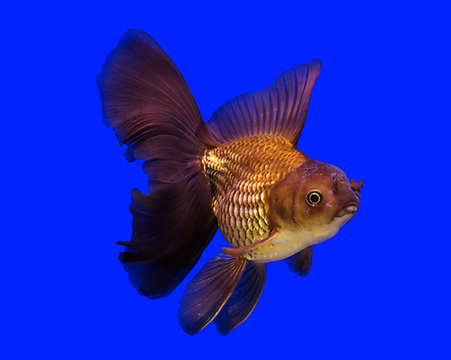 포토 JPG 해외이미지 동물 아시아 포즈 나비 백그라운드 이동 오렌지 모션 아이디어 어류 취미 사람없음 장식 빨간색 파란색 반려동물 운동 뷰티 머리 일본 검은색 수중 수영 중국 댄서 흰색 행운 황금 고급 우아함 큼 어항 묘사 꼬리 금붕어 지느러미 수족관 젤리 고립 이국적 해외포토 직업 나라 컬러 곤충 컨셉 과일 디저트 건강 신체부위 수중동물 수상스포츠 크기 파일형식 이미지허브