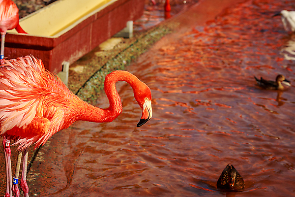 포토 JPG 해외이미지 동물 북아메리카 조류 사람없음 야외 가로 컬러풀 미국 플라밍고 캘리포니아 해외포토 컬러 아메리카 파일형식 이미지허브