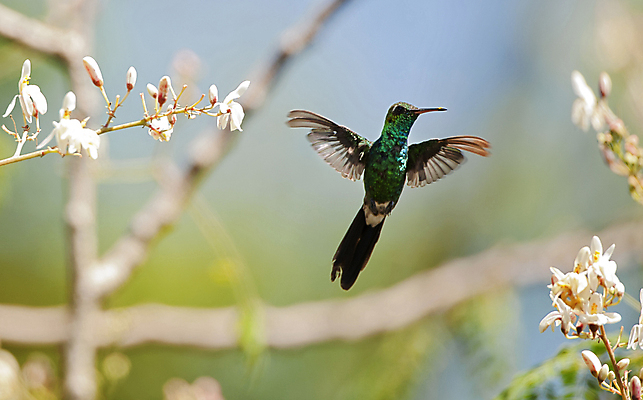 포토 JPG 해외이미지 나무 동물 꽃 야생동물 여행 날개 자연 조류 열대 사람없음 야외 초록색 파란색 컬러풀 미국 나뭇가지 관찰 작음 깃털 부리 에메랄드 쿠바 내추럴 동물상 벌새 해외포토 식물 컬러 북아메리카 모션 조형물 중앙아메리카 크기 보석 생태계 파일형식 이미지허브