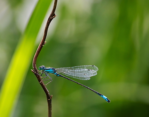 포토 JPG 해외이미지 식물 동물 꽃 야생동물 곤충 백그라운드 신체 날개 오렌지 자연 휴식 앉기 풍경 사람없음 야외 초록색 여름 파란색 컬러풀 뷰티 노란색 머리 검은색 봄 용 닫기 벌레 잠자리 숲 묘사 생물학 내추럴 고립 동물상 보호구역 해외포토 계절 교육 컬러 컨셉 과일 모션 신체부위 조형물 생태계 구역 파일형식 이미지허브