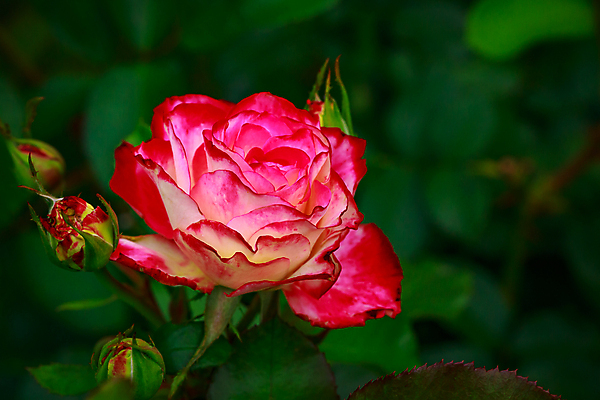 포토 JPG 해외이미지 꽃 산업 농업 자연 사람없음 야외 가로 컬러풀 장미 닫기 원예 카피스페이스 해외포토 식물 컬러 모션 취미 공백 생태계 파일형식 이미지허브