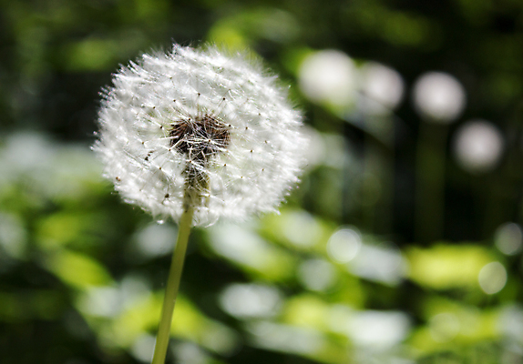 포토 JPG 해외이미지 주간 사람없음 야외 아웃포커스 민들레 민들레홀씨 해외포토 자연요소 꽃 촬영기법 파일형식 이미지허브