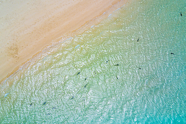 포토 JPG 해외이미지 동물 실루엣 야생동물 파도 여행 자연 하늘 휴가 안테나 이집트 어류 사람없음 물 여름 파란색 항구 수중 서핑보드 보트 스노클링 위험 6 인도인 다이빙 캘리포니아 지느러미 상어 공격적 깊이 드론 주목 터키석 파라다이스 해외포토 자연요소 외국인 계절 바다 컬러 컨셉 배_교통 통신 교통시설 아프리카 촬영기법 동양인 숫자 수영 미국 수중동물 수상스포츠 보드_스포츠 보석 생태계 수중스포츠 파일형식 이미지허브