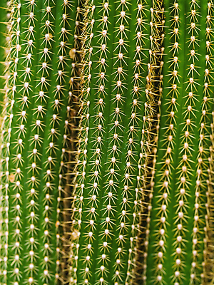 포토 JPG 해외이미지 식물 공원 꽃 선 여행 백그라운드 스티커 꽃무늬 패턴 자연 추상 새로움 산 멕시코 선인장 건조 건강 사람없음 초록색 환경 정원 미국 사막 성장 뜨거움 원형 가시 닫기 허브 묘사 질감 날카로움 애리조나 스파이크 내추럴 돌봄 서쪽 알로에 이국적 전국 해외포토 도형 공공시설 컬러 컨셉 북아메리카 무늬 모션 방향 생태계 파일형식 이미지허브