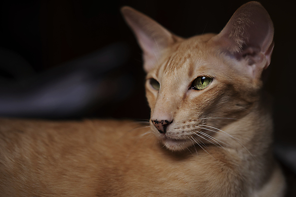 포토 JPG 해외이미지 동물 응시 행복 얼굴 백그라운드 신체 오렌지 포유류 포옹 자연 털 사랑 서기 앉기 동양인 인종 성인 사람없음 옆모습 빨간색 반려동물 뷰티 머리 귀여움 고양이 우정 흰색 표현 귀 돌봄 해외포토 시선 감정 뷰포인트 컬러 컨셉 과일 안기 모션 사람 신체부위 친구 생태계 파일형식 이미지허브