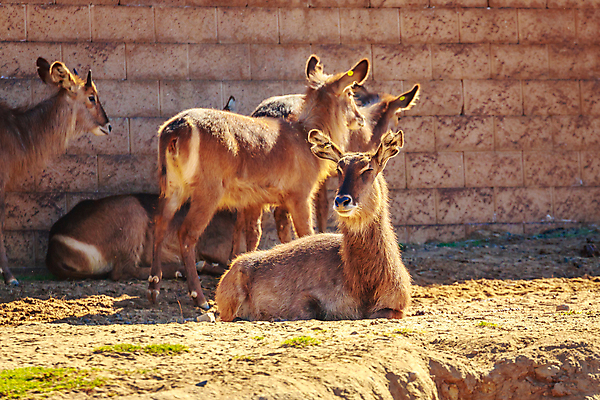 포토 JPG 해외이미지 동물 북아메리카 포유류 사람없음 야외 가로 컬러풀 미국 영양 캘리포니아 초식 해외포토 컬러 아메리카 파일형식 이미지허브