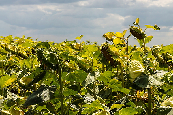 포토 JPG 해외이미지 식물 계절 꽃 음식 줄기 백그라운드 잎 꽃무늬 밭 농업 자연 해바라기 건조 씨앗 풍경 초원 사람없음 야외 초록색 여름 파란색 태양 농장 노란색 머리 정원 검은색 일몰 수확 성장 벚꽃 가을 시골 죽음 원형 기름 유기농 내추럴 밭일 숙성 세련 해외포토 자연요소 도형 웰빙 산업 컬러 무늬 신체부위 노을 생태계 파일형식 이미지허브