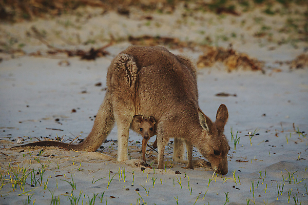 포토 JPG 해외이미지 동물 공원 여자 야생동물 여행 백그라운드 밭 포유류 가족 자연 털 국립공원 사람없음 야외 빨간색 초록색 갈색 머리 흰색 아기 황무지 호주 숲 캥거루 서식지 동쪽 내추럴 오지 해외포토 공공시설 컬러 농업 관계 사람 신체부위 오세아니아 방향 생태계 파일형식 이미지허브
