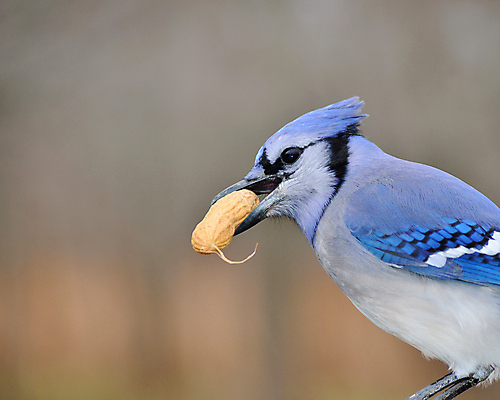 포토 JPG 해외이미지 나무 야생동물 자연 조류 사람없음 야외 파란색 나뭇가지 해외포토 식물 동물 컬러 생태계 파일형식 이미지허브