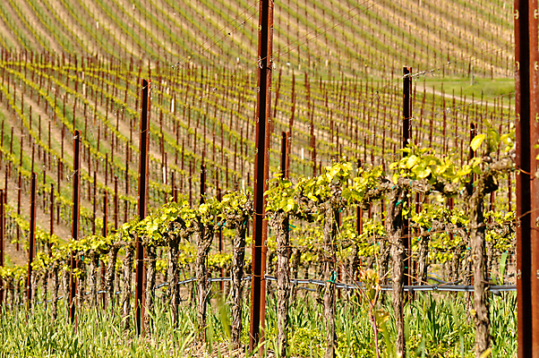 포토 JPG 해외이미지 식물 음식 잎 밭 자연 포도 산 풍경 사람없음 야외 빨간색 초록색 컬러풀 농장 노란색 와인 정원 계곡 맑음 미국 봄 낭만 성장 시골 황금 언덕 캘리포니아 포도밭 포도나무 북쪽 해외포토 계절 컬러 컨셉 북아메리카 농업 과일 날씨 주류 과일나무 방향 생태계 파일형식 이미지허브