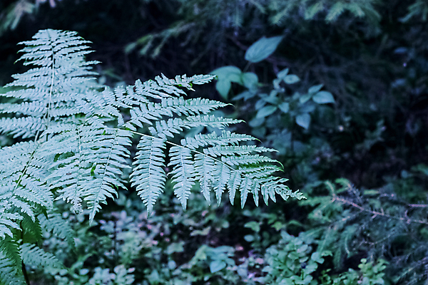 포토 JPG 해외이미지 식물 계절 공원 백그라운드 잎 패턴 자연 추상 그림자 사람없음 야외 초록색 파란색 빛 환경 검은색 봄 성장 나뭇가지 신선 막대기 보호 숲 묘사 질감 각도 변소 양치류 해외포토 나무 공공시설 컬러 컨셉 무늬 생태계 파일형식 이미지허브