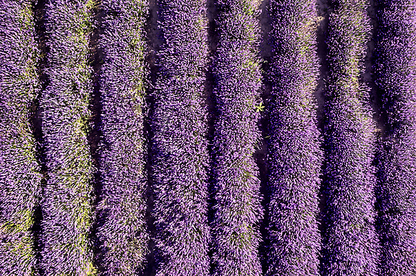 포토 JPG 해외이미지 주간 사람없음 야외 보라색 라벤더 해외포토 자연요소 꽃 컬러 허브 파일형식 이미지허브