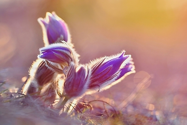 포토 JPG 해외이미지 식물 계절 꽃잎 꽃 백그라운드 잎 꽃무늬 자연 벽지 초원 사람없음 야외 초록색 여름 파란색 컬러풀 뷰티 정원 보라색 일몰 봄 성장 벚꽃 꽃술 신선 개화 4월 묘사 꽃가루 부드러움 내추럴 2월 알레르기 해외포토 컬러 무늬 노을 감각 날짜 질병 가루 생태계 파일형식 이미지허브