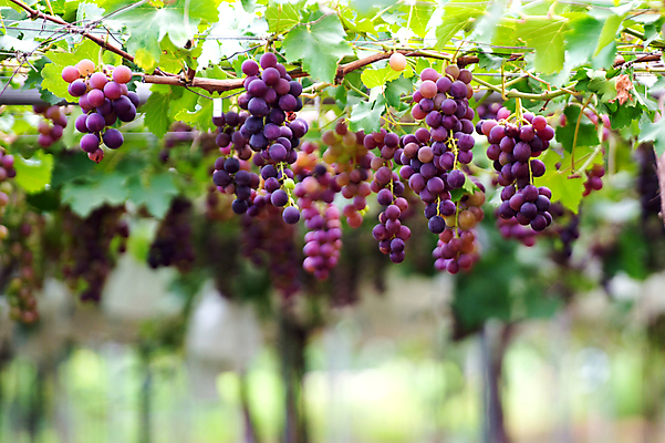 포토 JPG 해외이미지 계절 음식 백그라운드 잎 농업 과일 자연 포도 건강 풍경 사람없음 빨간색 초록색 여름 파란색 농장 보라색 수확 가을 나뭇가지 시골 신선 다발 포도밭 포도나무 내추럴 숙성 해외포토 나무 식물 산업 컬러 밭 과일나무 생태계 파일형식 이미지허브