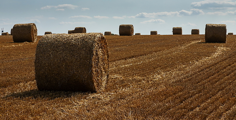 포토 JPG 해외이미지 식물 구름 계절 음식 백그라운드 밭 농업 자연 하늘 건조 풍경 초원 사람없음 야외 여름 파란색 농작물 농장 농경지 노란색 쌓기 수확 가을 시골 원형 황금 건초더미 볏짚 낟알 땅 시리얼 밀 보리 롤 뭉치 밀짚 내추럴 밭일 숙성 호밀 많음 해외포토 자연요소 도형 산업 컬러 컨셉 모션 곡류 건초 짚 생태계 파일형식 더미 이미지허브
