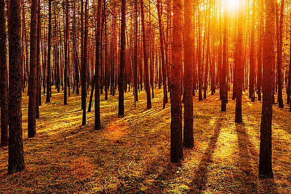 포토 JPG 해외이미지 나무 자연 사람없음 야외 햇빛 태양 일몰 숲속 숲 해외포토 자연요소 식물 노을 생태계 파일형식 이미지허브