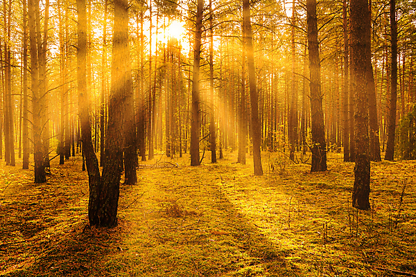 포토 JPG 해외이미지 나무 자연 사람없음 야외 햇빛 태양 일몰 숲속 숲 해외포토 자연요소 식물 노을 생태계 파일형식 이미지허브