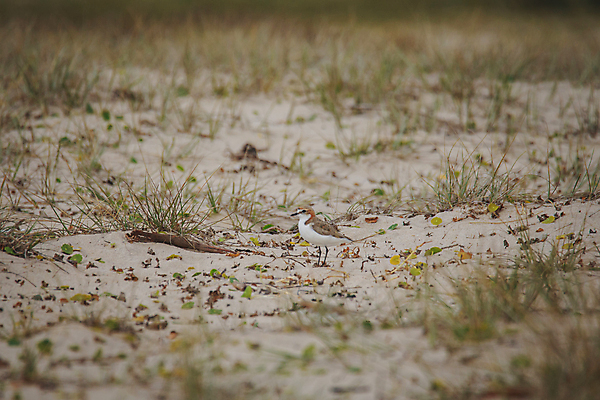 포토 JPG 해외이미지 동물 야생동물 모래 바다 백그라운드 날개 자연 조류 사람없음 야외 물 환경 흰색 작음 깃털 부리 서식지 동물상 서쪽 해외포토 자연요소 컬러 조형물 크기 방향 생태계 파일형식 이미지허브