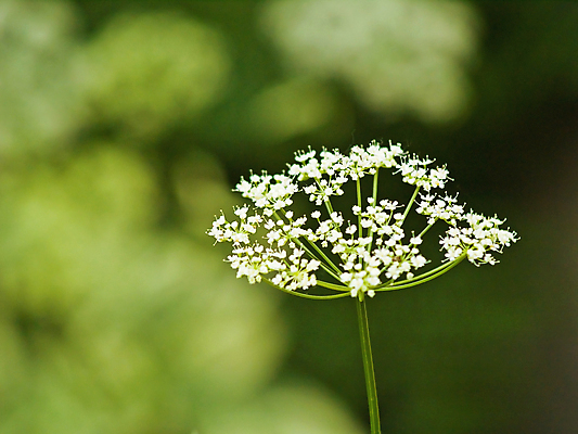 포토 JPG 해외이미지 식물 공원 꽃잎 꽃 꽃다발 백그라운드 잎 꽃무늬 밭 자연 추상 사랑 미술 사람없음 야외 장식 빨간색 초록색 여름 컬러풀 뷰티 정원 봄 벚꽃 축하 신선 개화 묘사 원예 아로마 꽃가루 진홍색 깊이 단아함 양치류 해외포토 계절 공공시설 감정 컬러 컨셉 무늬 농업 문화예술 취미 가루 생태계 파일형식 이미지허브