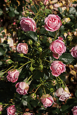 포토 JPG 해외이미지 꽃 분홍색 잎 자연 사람없음 야외 아웃포커스 초록색 장미 해외포토 식물 컬러 촬영기법 생태계 파일형식 이미지허브