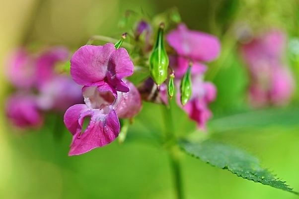 포토 JPG 해외이미지 식물 계절 꽃잎 꽃 분홍색 백그라운드 잎 꽃무늬 패턴 밭 자연 사람없음 야외 장식 빨간색 초록색 파란색 빛 뷰티 노란색 정원 보라색 봄 벚꽃 흰색 신선 개화 그룹 닫기 제비꽃 묘사 질감 내추럴 고립 해외포토 컬러 무늬 농업 모션 생태계 파일형식 이미지허브