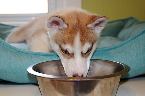 포토 JPG 해외이미지 동물 1 응시 남자 행복 음식 백그라운드 겨울 장난 포유류 놀이 뼈 건조 털 사람없음 빨간색 반려동물 뷰티 꿈 흰색 아기 사발 개 달콤 강아지 작음 먹기 송곳니 거짓말 고립 기르기 시베리아 해외포토 시선 계절 감정 컬러 모션 사람 사기그릇 맛 치아 크기 돌봄 파일형식 이미지허브