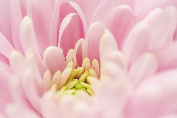 포토 JPG 해외이미지 식물 디자인 계절 꽃잎 꽃 분홍색 백그라운드 컨셉 꽃무늬 자연 추상 휴가 국화 미술 사람없음 빛 환경 보라색 봄 수확 성장 벚꽃 신선 신용카드 개화 선택 질감 복고 데이지 부드러움 내추럴 해외포토 컬러 무늬 농업 문화예술 금융 감각 생태계 파일형식 이미지허브