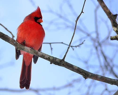 포토 JPG 해외이미지 남자 야생동물 자연 조류 사람없음 야외 빨간색 숲 해외포토 동물 컬러 사람 생태계 파일형식 이미지허브