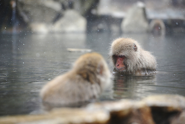 포토 JPG 해외이미지 동물 공원 아시아 얼굴 야생동물 겨울 포유류 자연 휴식 수영장 털 사람없음 일본 스파 목욕 봄 추위 원숭이 뜨거움 유인원 해외포토 계절 공공시설 나라 컨셉 신체부위 청결 생태계 파일형식 이미지허브