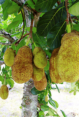 포토 JPG 해외이미지 나무 식물 음식 농업 과일 자연 건강 사람없음 초록색 성장 달콤 맛 먹이 과수원 설탕 순수 원예 영양 밭일 맛있는 해외포토 산업 컬러 컨셉 취미 생태계 파일형식 이미지허브