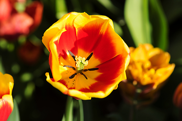 포토 JPG 해외이미지 식물 계절 꽃잎 꽃 줄기 백그라운드 잎 꽃무늬 자연 벽지 사람없음 야외 빨간색 초록색 컬러풀 햇빛 뷰티 노란색 정원 봄 활발 튤립 성장 벚꽃 신선 네덜란드 잡종 내추럴 암스테르담 꽃수술 해외포토 유럽 컬러 컨셉 무늬 태양 생태계 파일형식 이미지허브