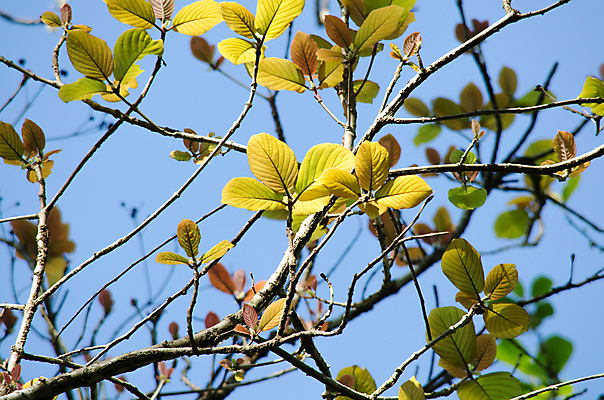 포토 JPG 해외이미지 식물 템플릿 디자인 백그라운드 잎 패턴 자연 추상 프레임 사람없음 목재 초록색 빛 환경 봄 젖음 성장 물방울 신선 작음 유기농 질감 내추럴 인공 해외포토 나무 웰빙 계절 컬러 무늬 재료 크기 생태계 파일형식 이미지허브