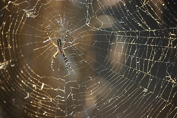 포토 JPG 해외이미지 모양 동물 백그라운드 패턴 밭 자연 아침 추상 사람없음 야외 물 빛 햇빛 태양 일출 웹 안개 물방울 그물 네트워크 연결 실크 거미줄 묘사 질감 거미 올가미 내추럴 해외포토 주간 자연요소 곤충 무늬 농업 인터넷 날씨 노을 직물 생태계 파일형식 이미지허브