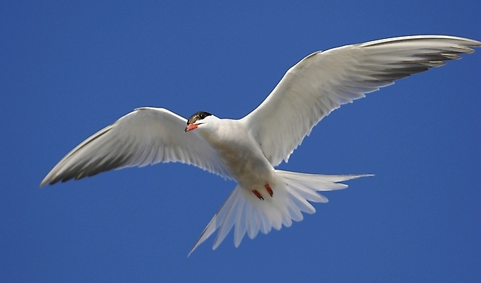 포토 JPG 해외이미지 동물 호수 야생동물 바다 날개 자연 조류 하늘 어류 어업 사람없음 야외 물 여름 파란색 친구 강 뷰티 검은색 흰색 쌍 자신감 황무지 깃털 싸움 부리 동물상 해외포토 자연요소 계절 감정 산업 컬러 관계 모션 조형물 수중동물 생태계 파일형식 이미지허브