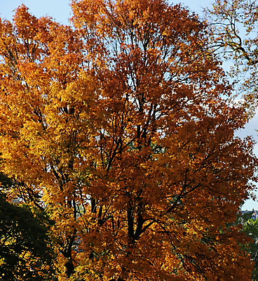 포토 JPG 해외이미지 주간 단풍 단풍나무 사람없음 야외 해외포토 자연요소 나무 잎 파일형식 이미지허브