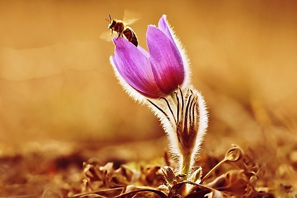 포토 JPG 해외이미지 식물 계절 꽃잎 꽃 백그라운드 잎 꽃무늬 자연 벽지 사람없음 야외 초록색 파란색 컬러풀 뷰티 정원 보라색 일몰 봄 성장 벚꽃 신선 개화 4월 묘사 꽃가루 부드러움 내추럴 2월 알레르기 해외포토 컬러 무늬 노을 감각 날짜 질병 가루 생태계 파일형식 이미지허브