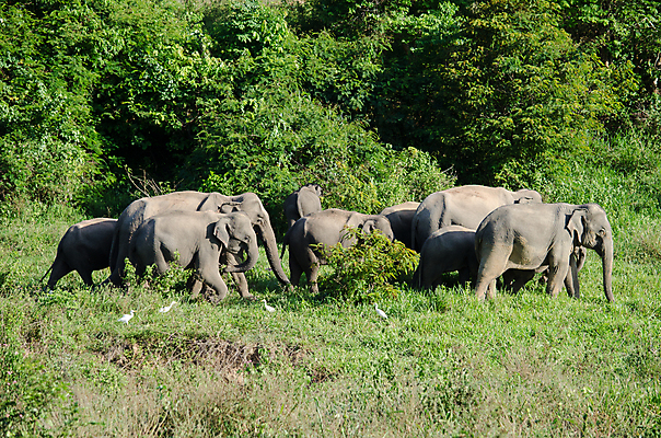 포토 JPG 해외이미지 동물 공원 아시아 야생동물 여행 포유류 가족 태국 자연 코끼리 종류 동양인 사람없음 환경 힘 아기 보호 숲 큼 인도인 코 멸종 내추럴 벌목 인구 전국 지능 해외포토 외국인 공공시설 나라 컨셉 관계 사람 인종 신체부위 크기 생태계 파일형식 이미지허브