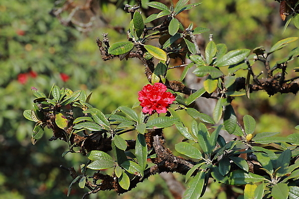 포토 JPG 해외이미지 나무 식물 계절 공원 꽃 백그라운드 잎 겨울 꽃무늬 태국 자연 산 사람없음 빨간색 초록색 컬러풀 정원 추위 벚꽃 나뭇가지 신선 개화 관목 지역 내추럴 전국 해외포토 공공시설 아시아 컬러 무늬 생태계 파일형식 이미지허브